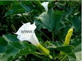 natural 99% Scopolamine Hydrobromide CAS No 6533-68-2 2