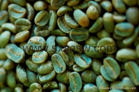 Natural Green coffee bean extract 50% chlorogenic acids 3