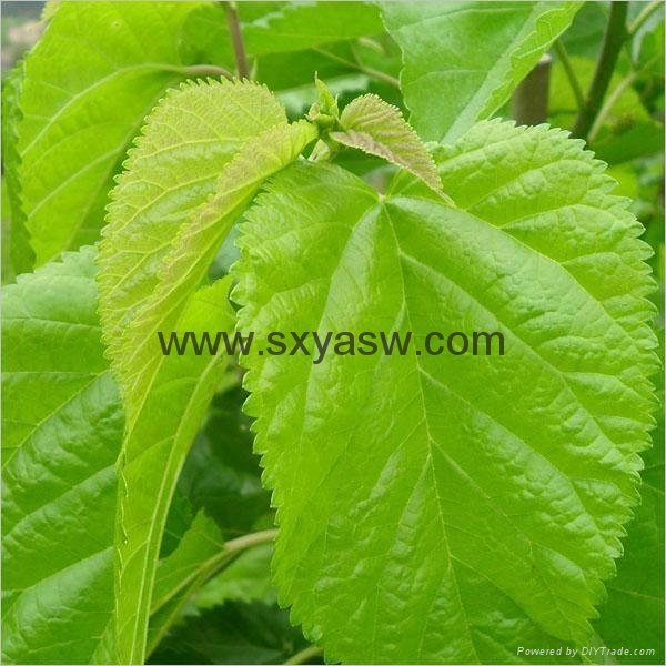 Natural Mulberry Leaf Extract 1% 10% 15% 20% DNJ 3
