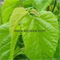 Natural Mulberry Leaf Extract 1% 10% 15% 20% DNJ