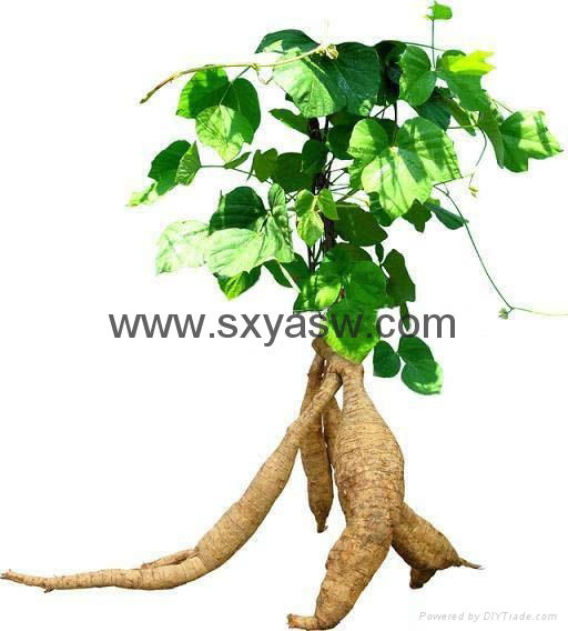 natural Kudzu Root Extract Pueraria Extract 40% 98% Puerarin 2