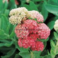 Natural Rhodiola Rosea Extract 3% 5% 10% Salidroside 3% 5% Rosavins 3