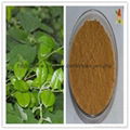 Natural Gymnema sylvestre extract 25% 75% gymnemic acids 1