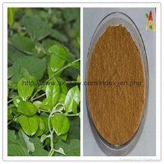 Natural Gymnema sylvestre extract 25% 75% gymnemic acids