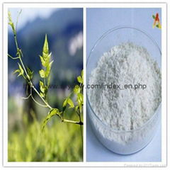 Natural 98% Dihydromyricetin Ampelopsin Vine Tea Extract