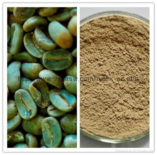 Natural Green coffee bean extract 50% chlorogenic acids