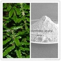 Natural Huperzia Serrata Extract 1% 99%