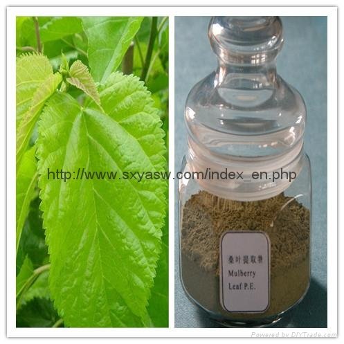 Natural Mulberry Leaf Extract 1% 10% 15% 20% DNJ