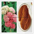 Natural Rhodiola Rosea Extract 3% 5% 10% Salidroside 3% 5% Rosavins