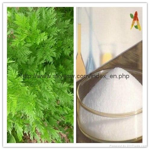 99% Artemisinin Sweet Wormwood Extract Arteannuin Artemisinine Qinghaosu