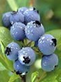 Bilberry extract 1