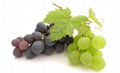 Grape seed extract 1