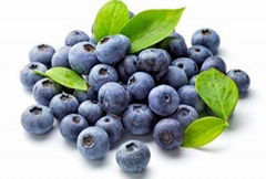 Blueberry Extract