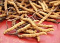 Cordyceps Sinensis Extract