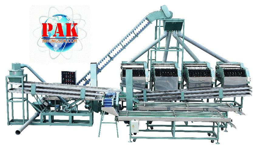 Cashew Shelling Machine