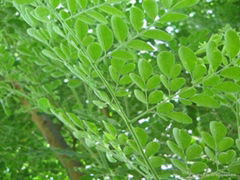 MORINGA LEAF POWDER