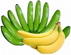 FRESH CAVENDISH BANANA