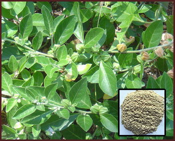  Ashwagandha extract 