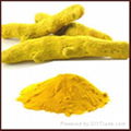 Curcumin Extract