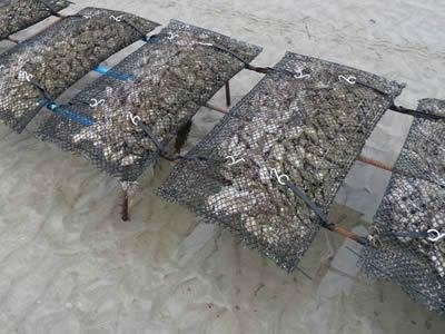 HDPE Oyster mesh 4