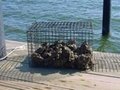 Oyster mesh cage 1