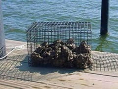 Oyster mesh cage
