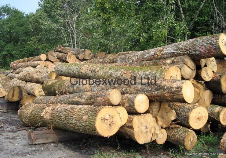 White Oak Logs for sale