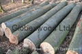 Eupean Beech Logs for sale