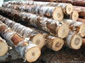 Birch Logs for sale