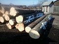Spruce Logs for sale