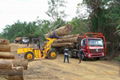 12T  wheel loader with log clamp 
