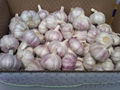 Normal white Garlic 3