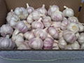 Normal white Garlic