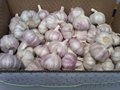 Normal white Garlic