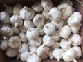 FRESH GARLIC 5