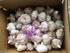 FRESH GARLIC