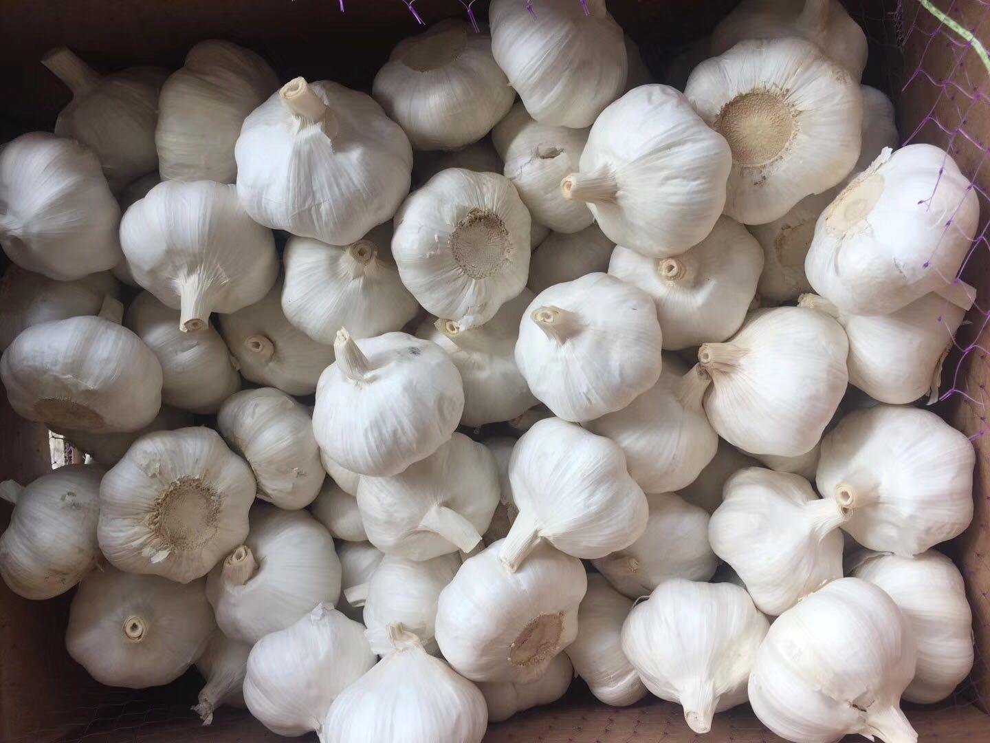 pure white garlic 2