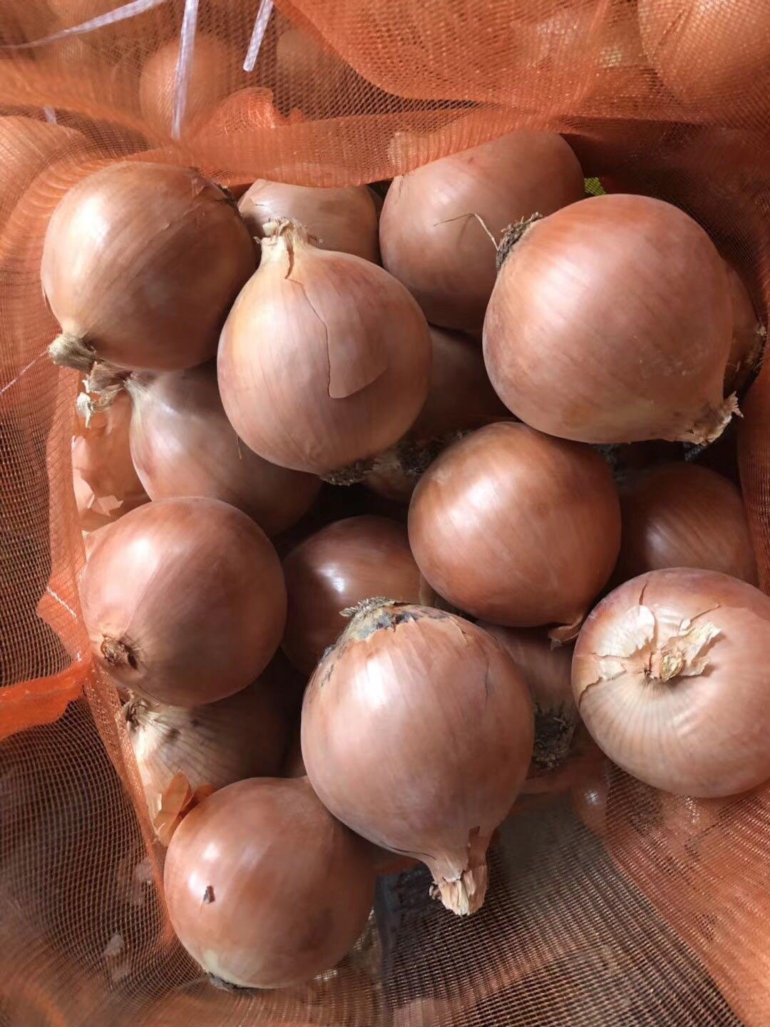 Fresh Onion 5
