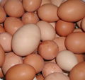 FRESH BROWN TABLE EGGS QUOTA FROM TURKEY 2