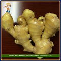 2015 New Crop Fresh Ginger For Export 1