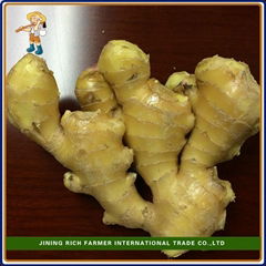 2015 New Crop Fresh Ginger For Export