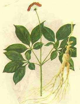 Ginseng Extract 2