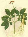 Ginseng Extract 2