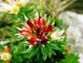 Rhodiola extract