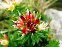 Rhodiola extract