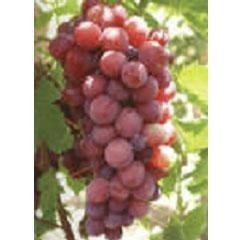 Grape Seed Extract 4