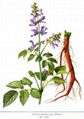 Salvia extract 2