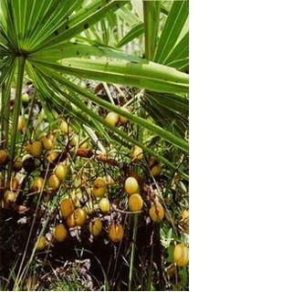 Saw palmetto Extract