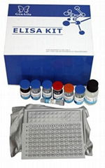 Human dynein cytoplasmic 2 heavy chain(DYNC2H1) ELISA Kit