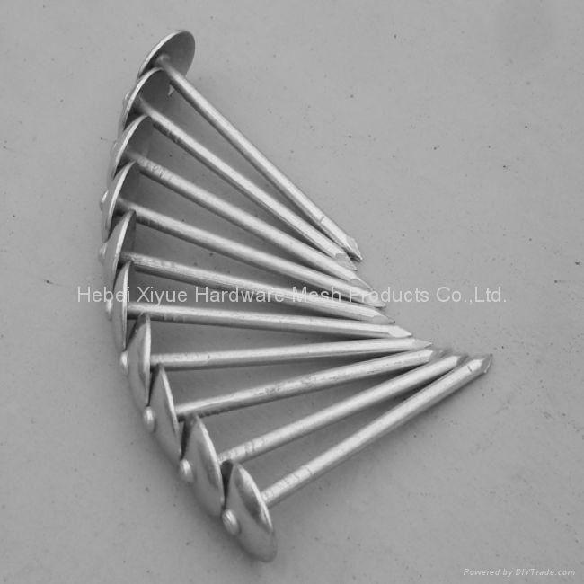 Umbrella Head Roofing Nails 